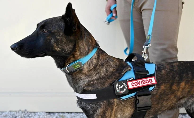 'Kovid köpekleri' maç ve konserde görev alacak