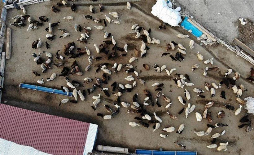Köylerde baharın müjdecisi kuzuların anneleriyle buluşması