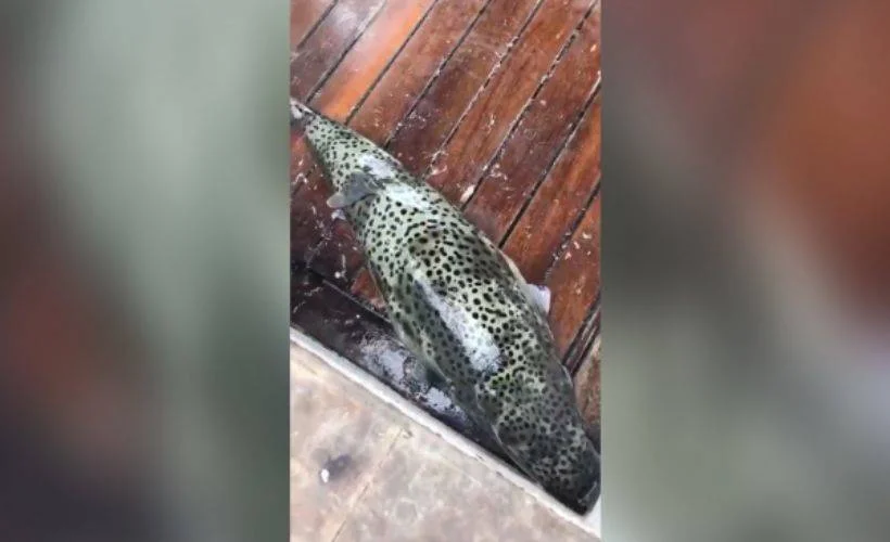 Lara sahilinde görülen zehirli balon balıkları tedirgin etti