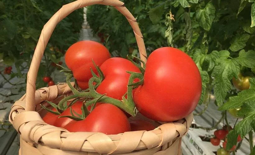 Misya Tarım'dan yenilikçi üretim