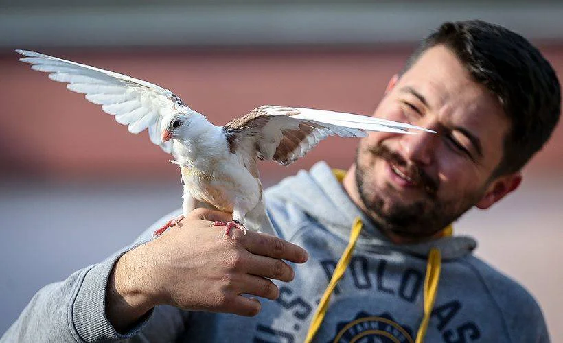 Ölmek üzereyken kurtarılan güvercin 'Zibidi'nin hikayesi