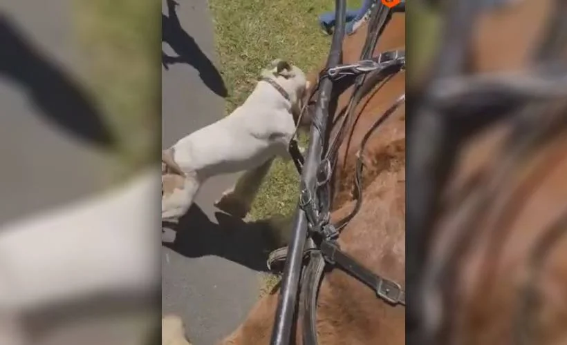 Pitbull cinsi köpeğin fayton atına saldırma anı
