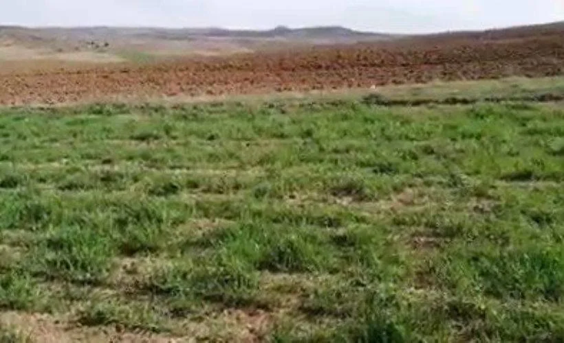 Tavşan avına tepki