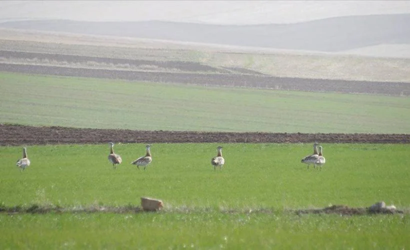 Yozgat'ta nesli tükenmekte olan toy kuşu sürüsü görüntülendi