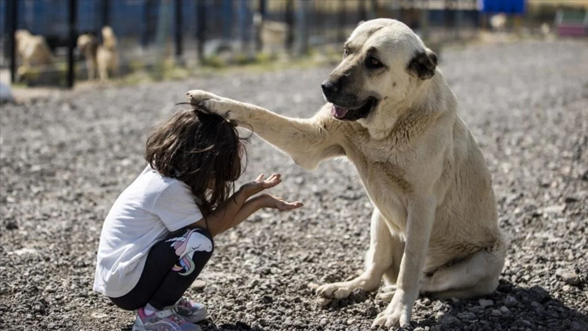 1000 köpek kapasiteli Patipark açıldı