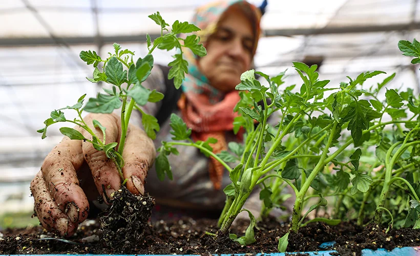 Balkonda sebze yetiştirmeye ilgi arttı