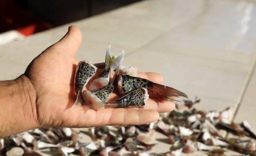 Balon balığı ücreti nereden alınır? Balon balığı avı 5 lira ödemesi için nereye başvurulur?