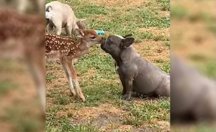 Benekli geyik ve köpeğin sevimli dostluğu
