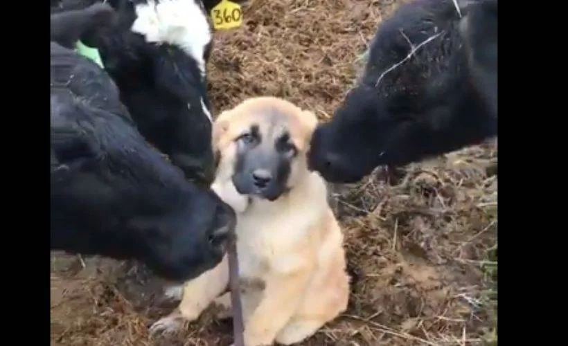 İneklerin köpeğe aşırı ilgisi