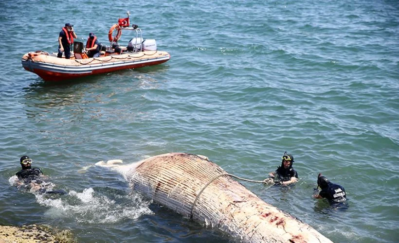 Mersin sahiline dev balina vurdu!