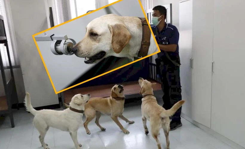 Salgınla mücadelede 'dedektör köpekler' de devrede