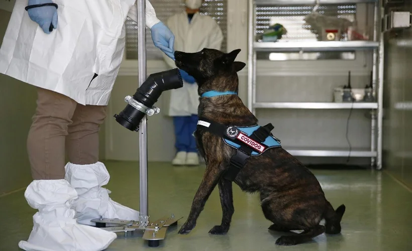 Virüsün kokusu köpeklerden kaçmaz