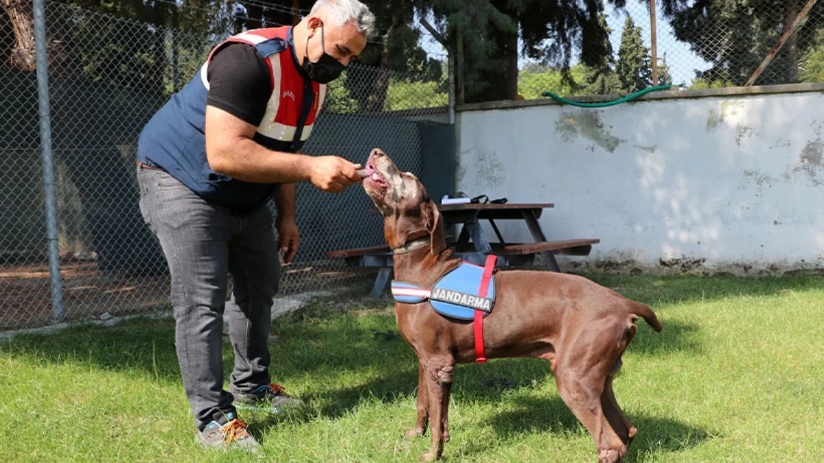 Dedektör köpek Volta'nın 'emekliliği' jandarma personelini üzdü