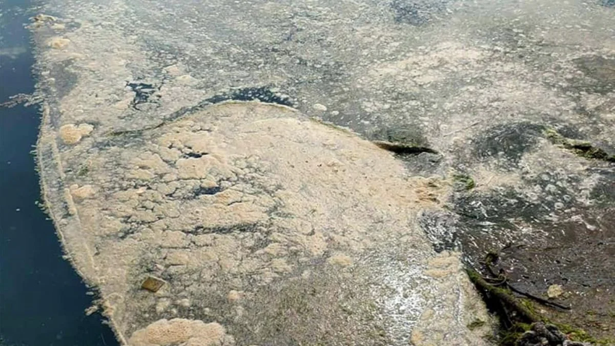 Deniz salyası Karadeniz'de de görüldü