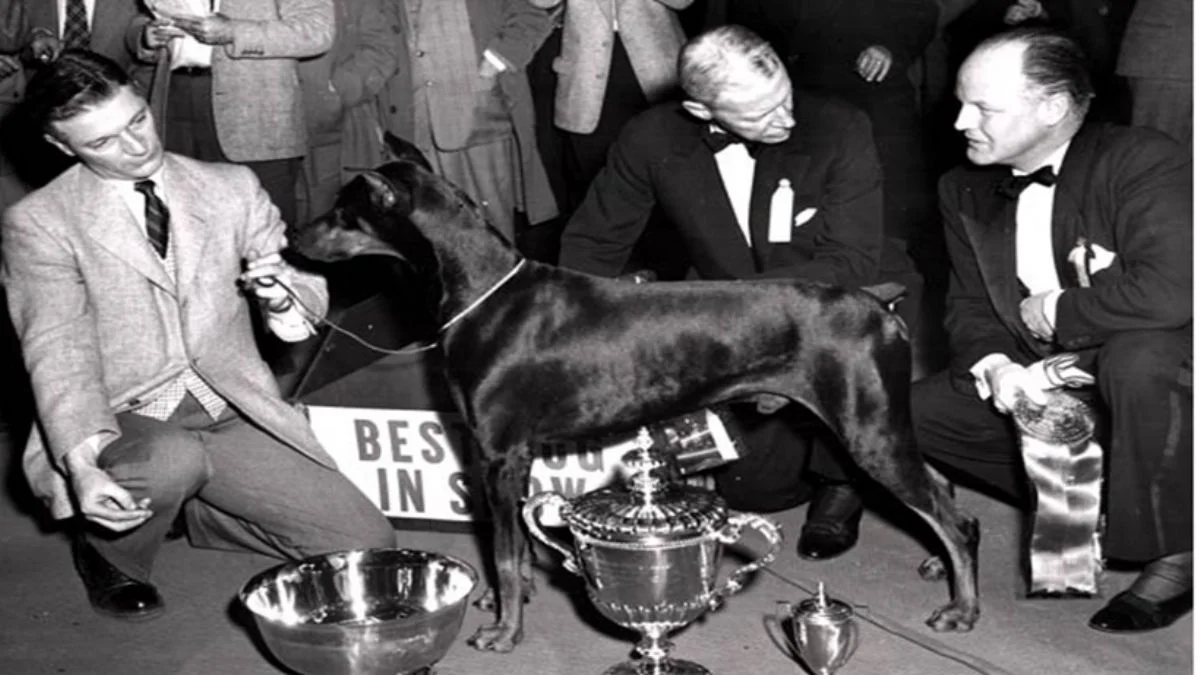 Dobermanların isim babası bir Alman