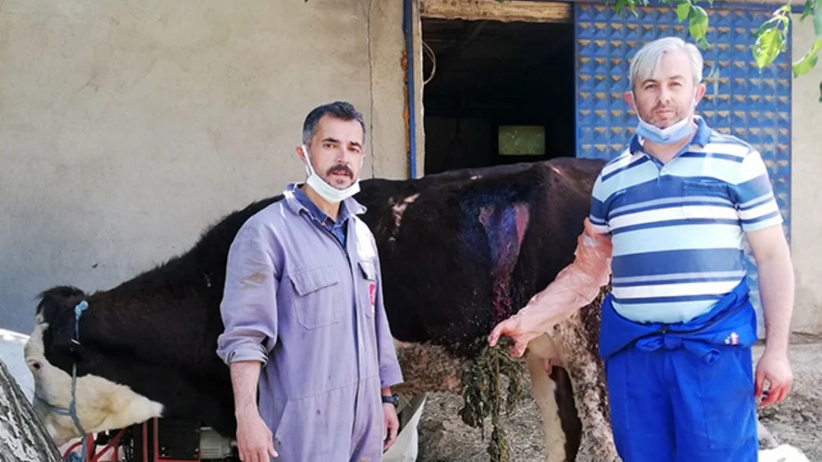 İneğin karnından 2 kilo urgan çıktı!