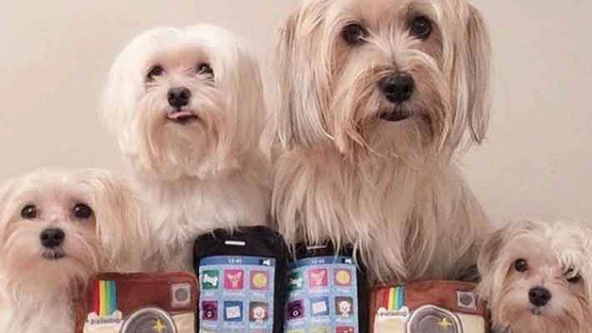 Instagram'da köpek satan eski milyonere tepki