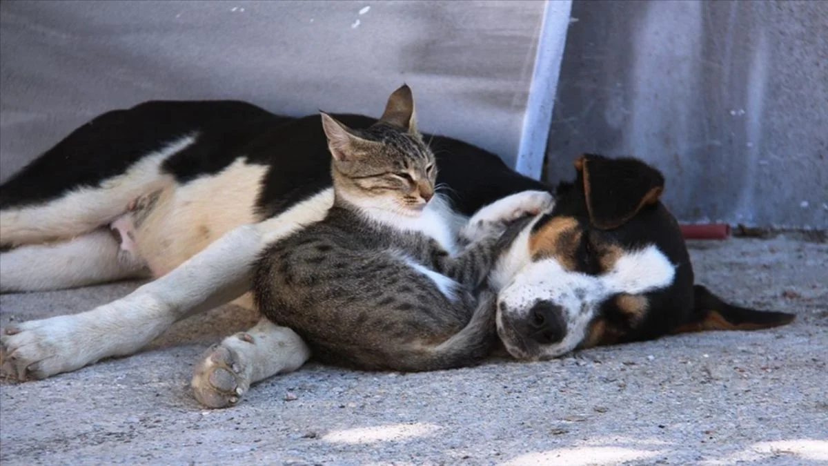 Kedi ile köpeğin sevimli dostluğu