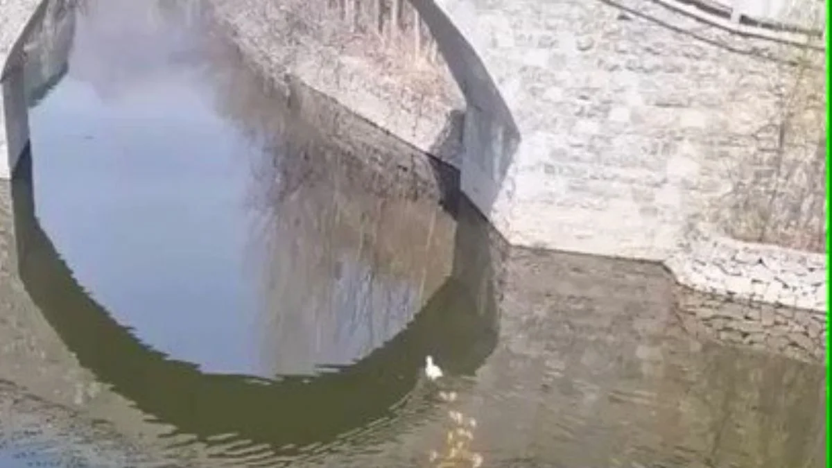 Ördeğin peşine takılan balıkların harika görüntüsü