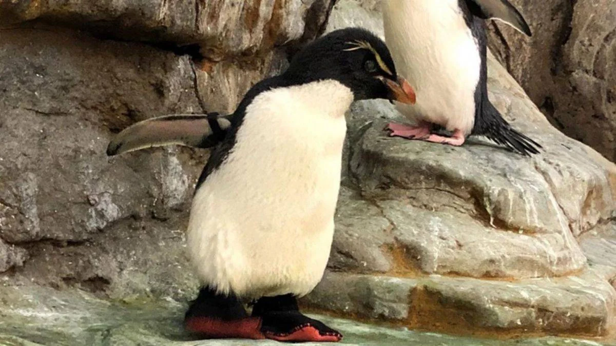 Penguenler ayakkabı giyer mi?