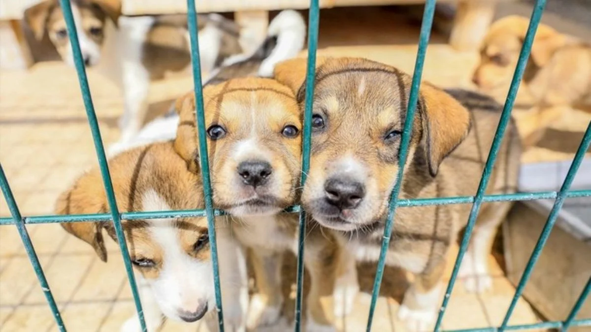 Petshoplar kapatılacak mı? Petshop hayvan satışı yasaklandı mı?