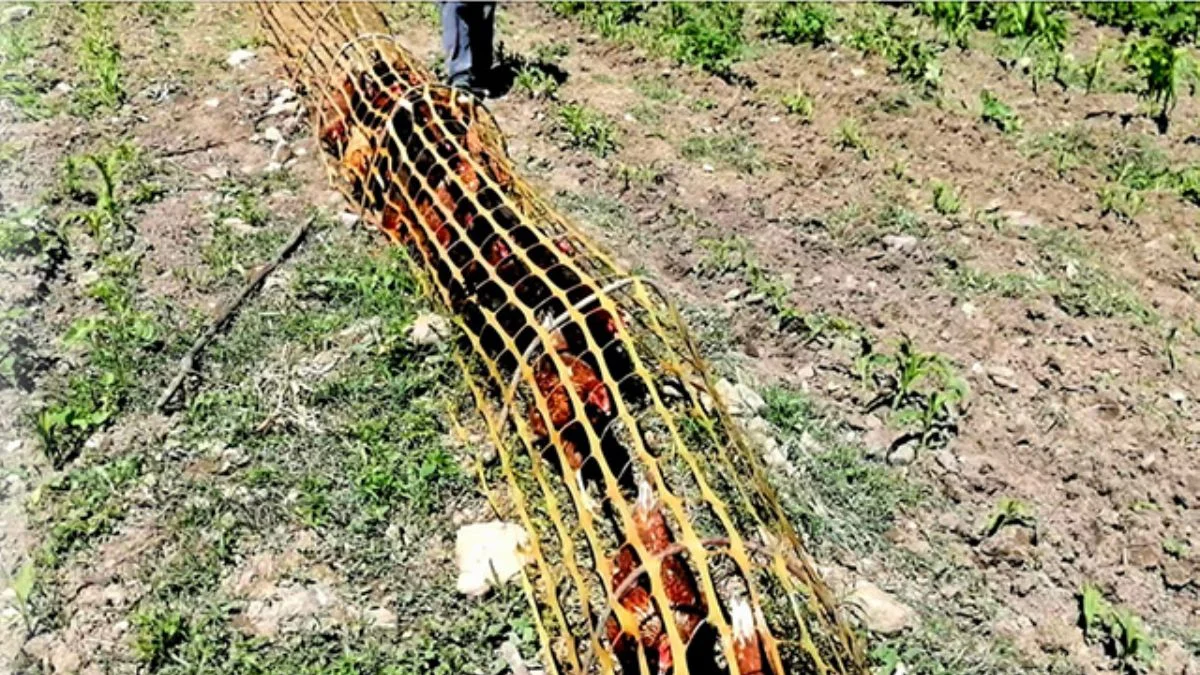 'Tavuk tüneli' ile sebzeler emniyette...