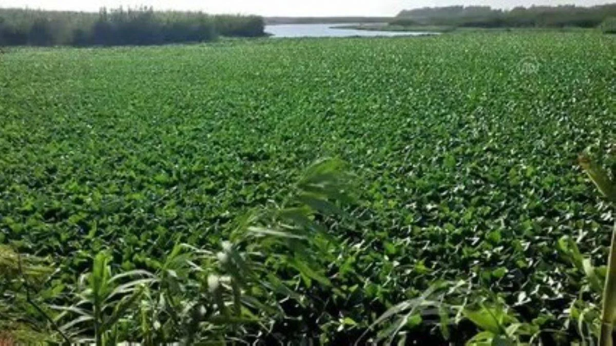 Asi Nehri sümbül yeşiline büründü