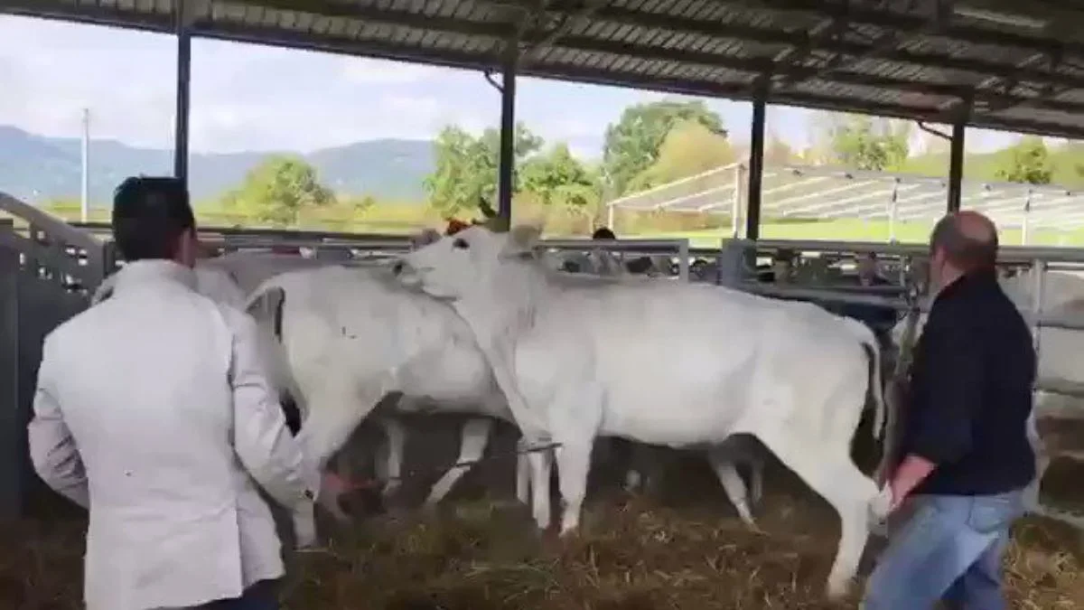 Buzağı annesine vuran adamı böyle yere serdi