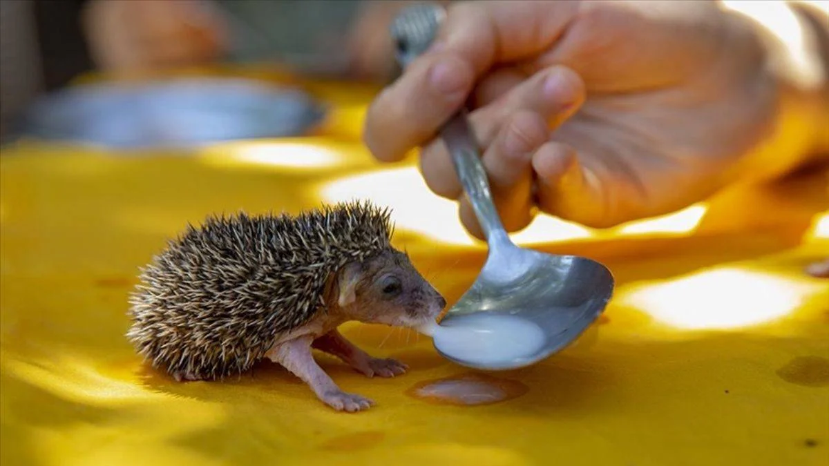 Diyarbakırlı aile 7 kirpi yavrusuna bebek gibi bakıyor