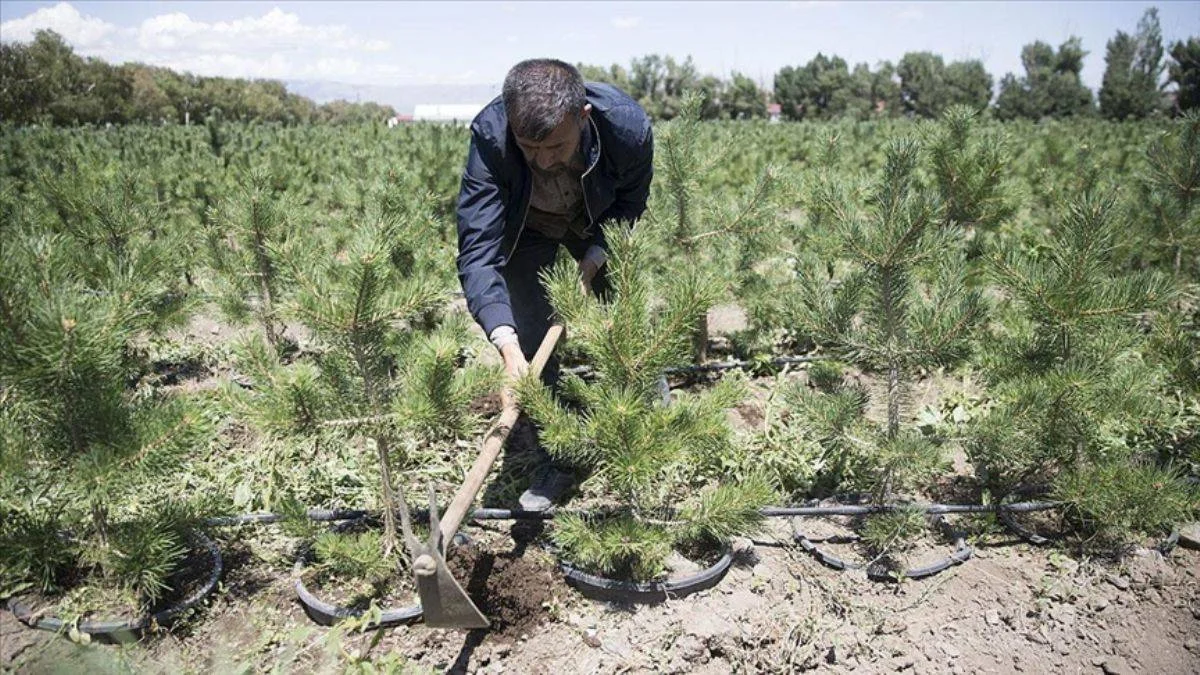 Doğu Anadolu fidanlarla yeniden yeşeriyor