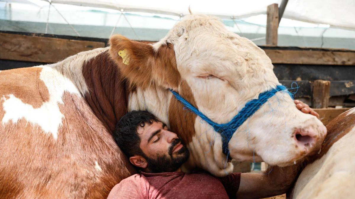 Erzurum'dan getirdiği boğası ile uyuyor