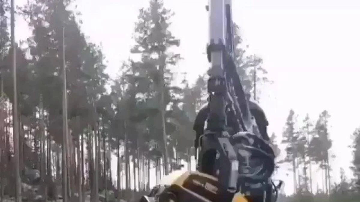 Harika teknoloji! Saniyeler içinde ağaç kesim işlemi