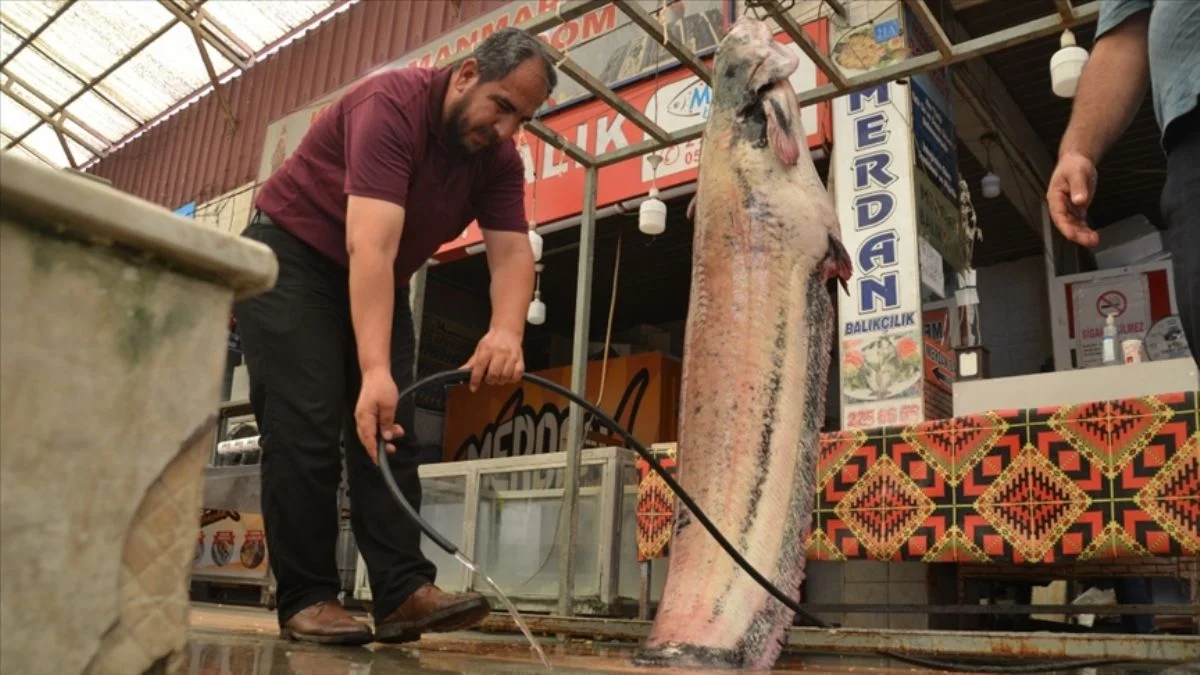 Kahramanmaraş'ta 130 kilogramlık yayın balığı yakalandı