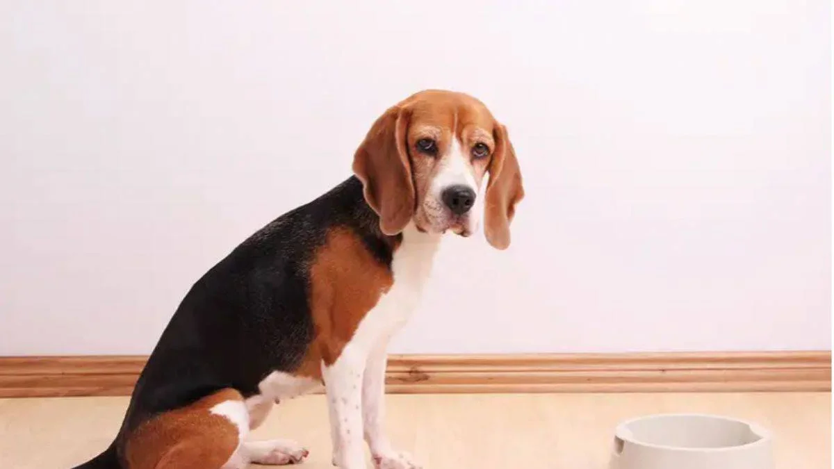 Köpekler, yalan söylediğinizde sizi görmezden gelirler