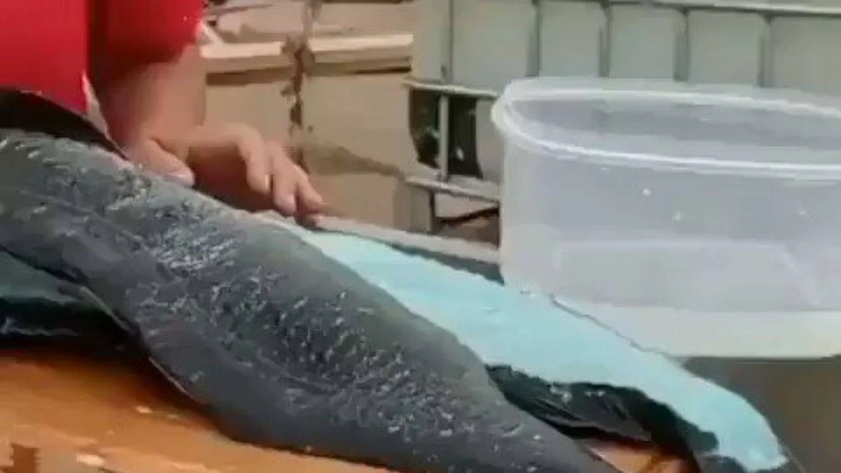 Mavi etli Blue Lingcod balığı