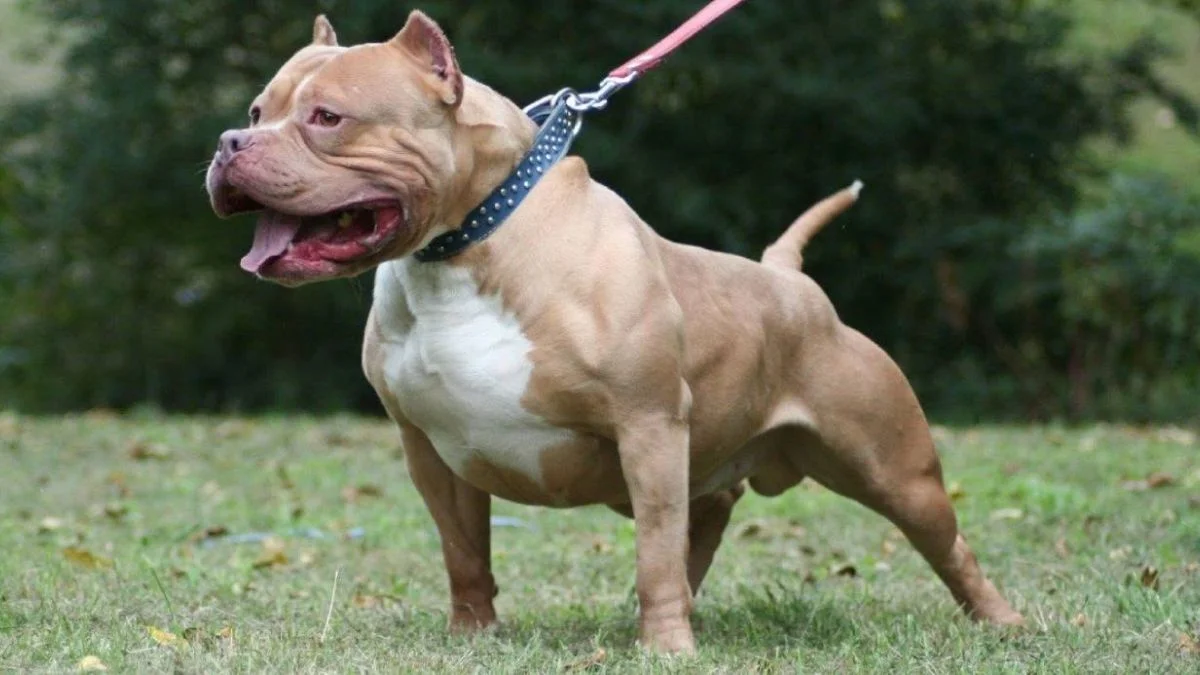 Pitbull Terrier cezası ne kadar?