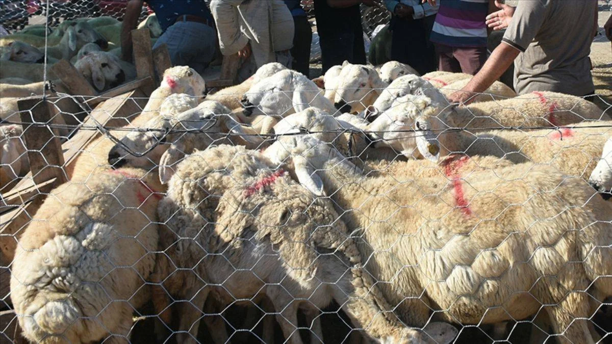 Satılamayan kurbanlıkları ESK alacak