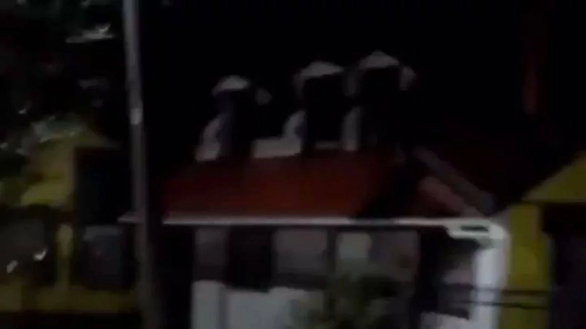 Şili de sahil kasabasında dolaşan dev fil foku gözlemlendi