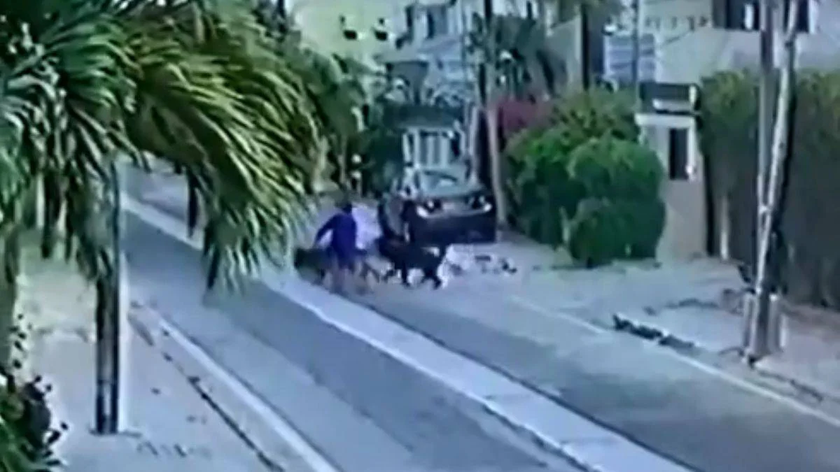 Sokakta yürüyen adama saldıran iki köpeğe ölüm cezası