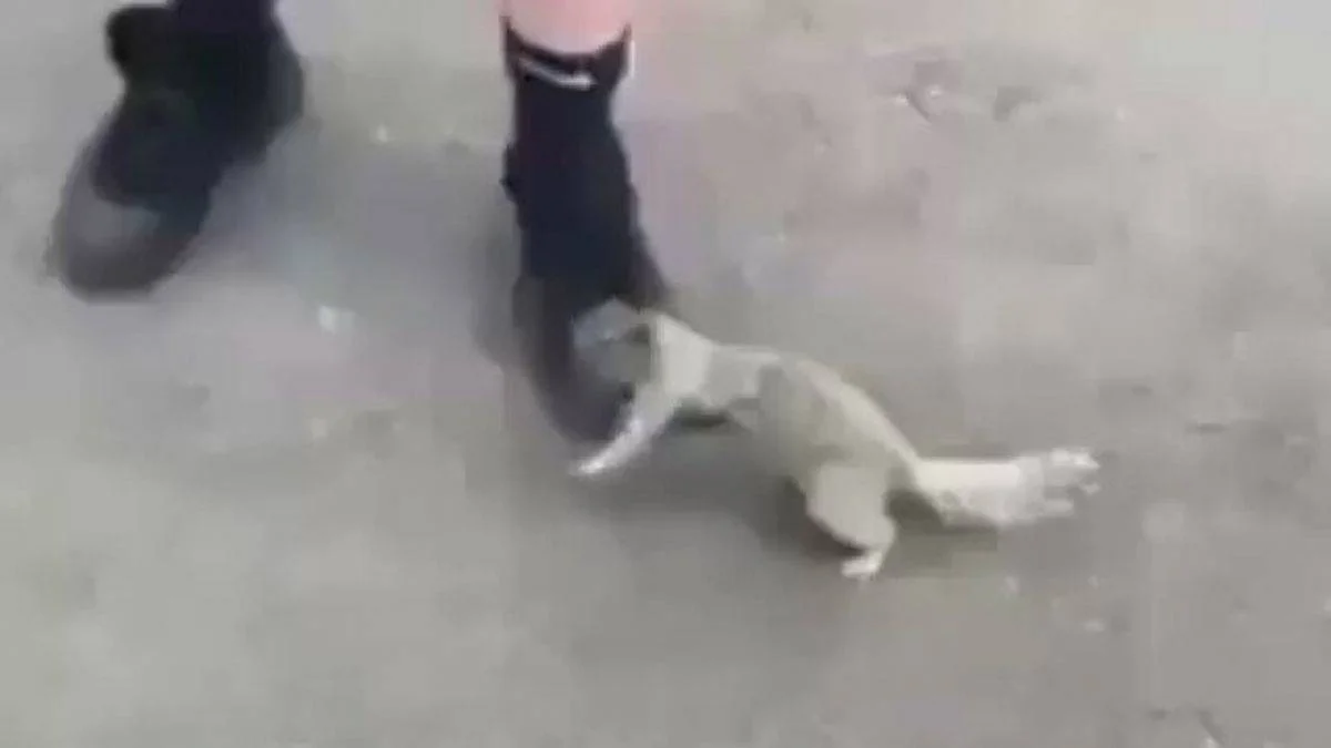 Suya muhtaç canlıları unutmayalım!