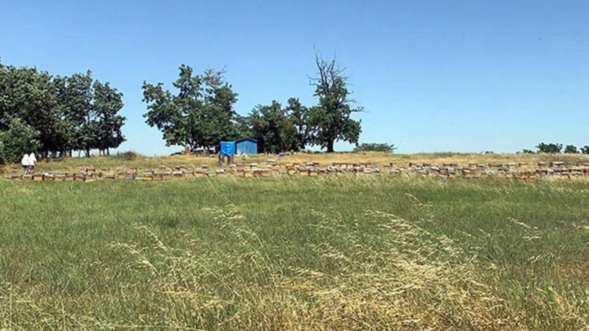 Tekirdağ'da arılar çiftçilere saldırdı: 1 ölü, 4 yaralı
