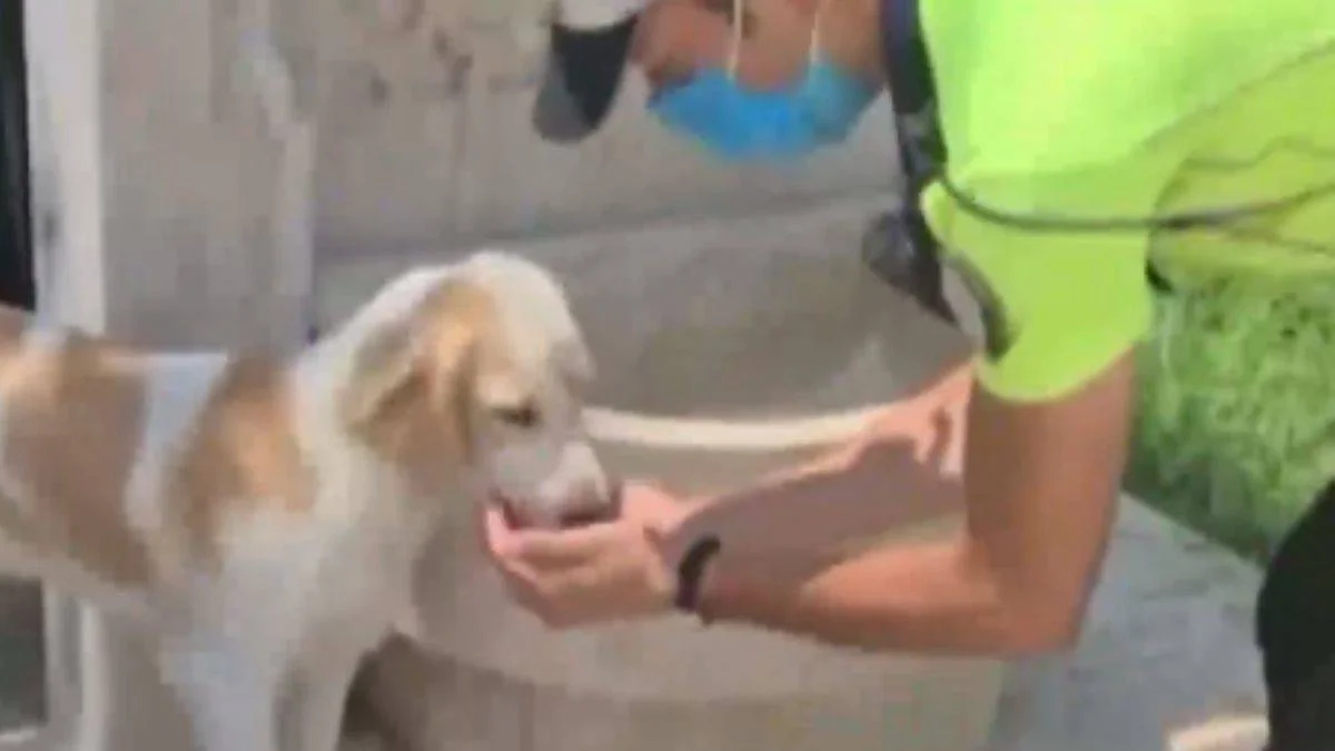 Trafik polisi, sokak köpeğine elleriyle su içirdi