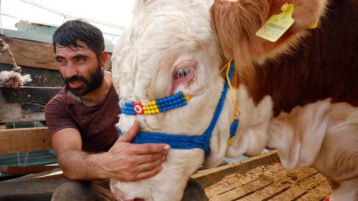 Yetiştiricisi ile uyuyan boğa 'Kral' satıldı
