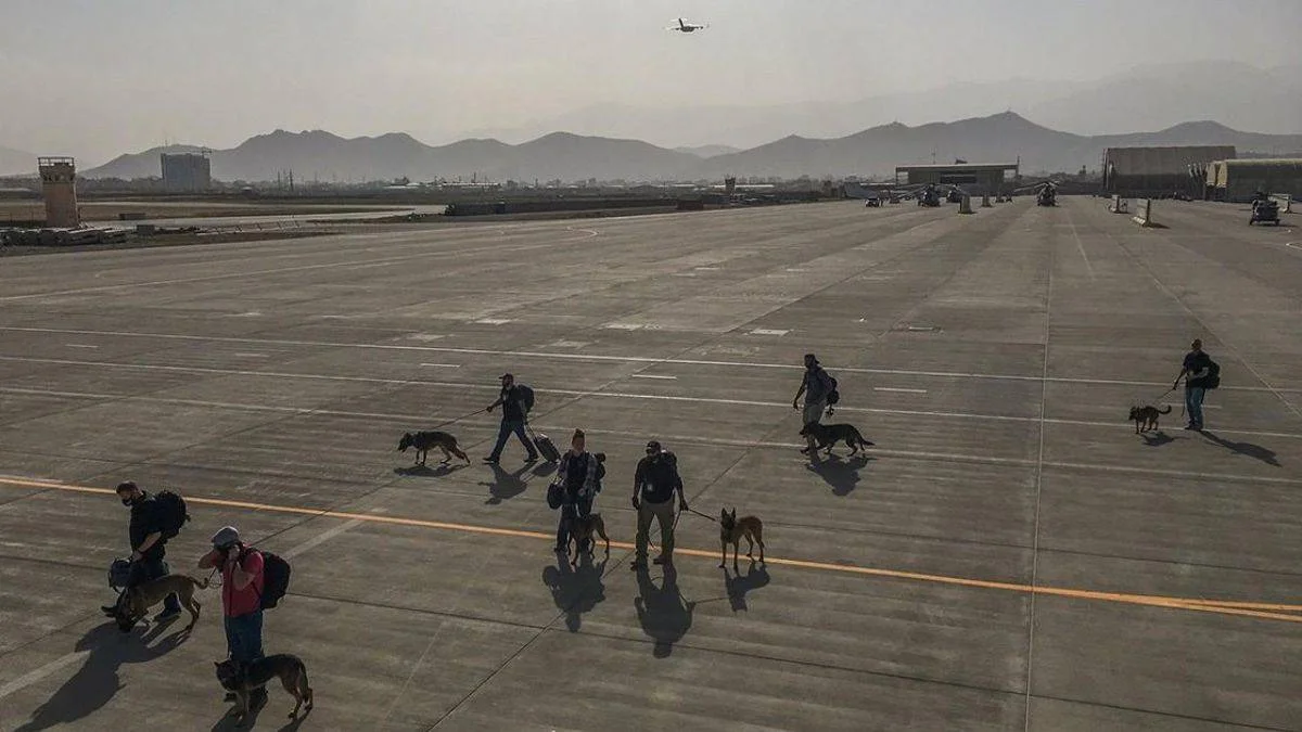 'Amerikan köpekleri'