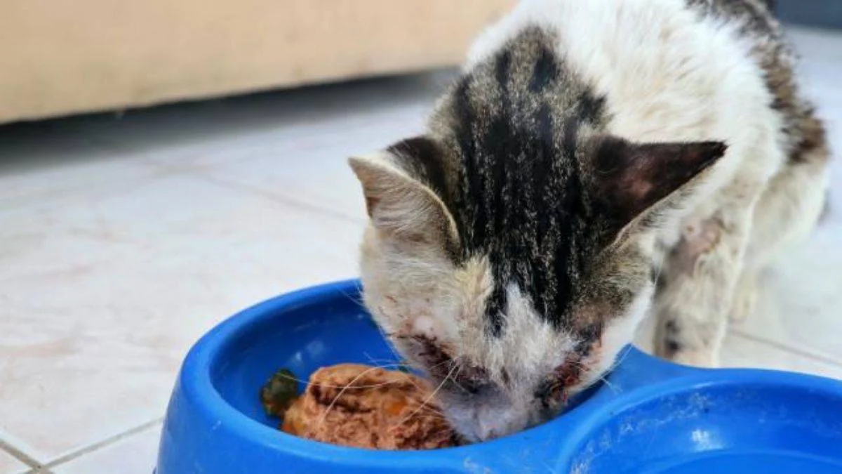 İngiltere'de mama krizi: 330 kedi öldü
