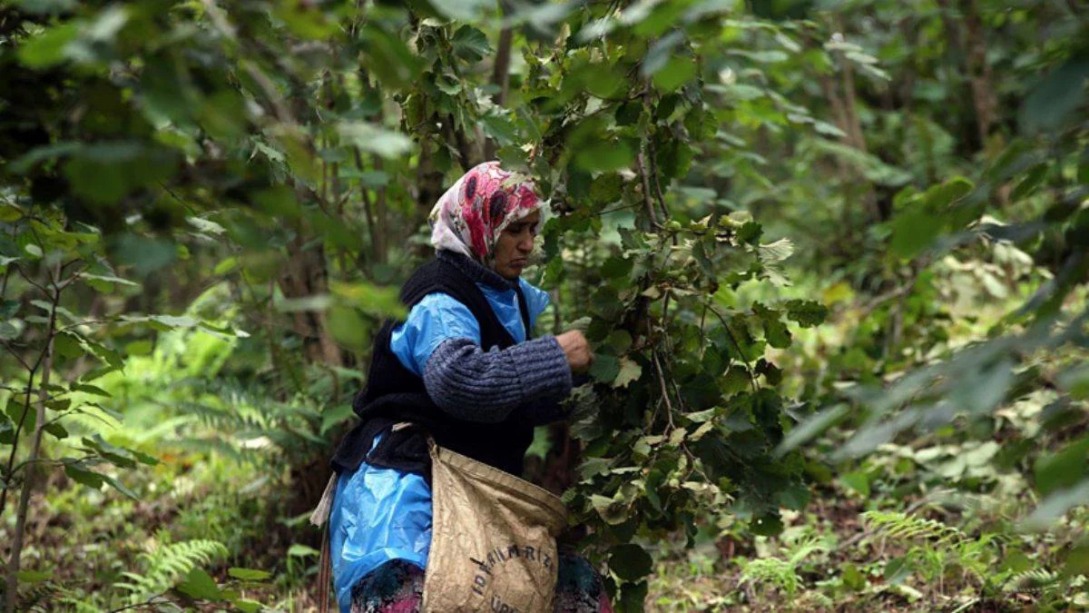 Karadeniz'de koronavirüs alarmı! Vakalar yüzde 400 arttı