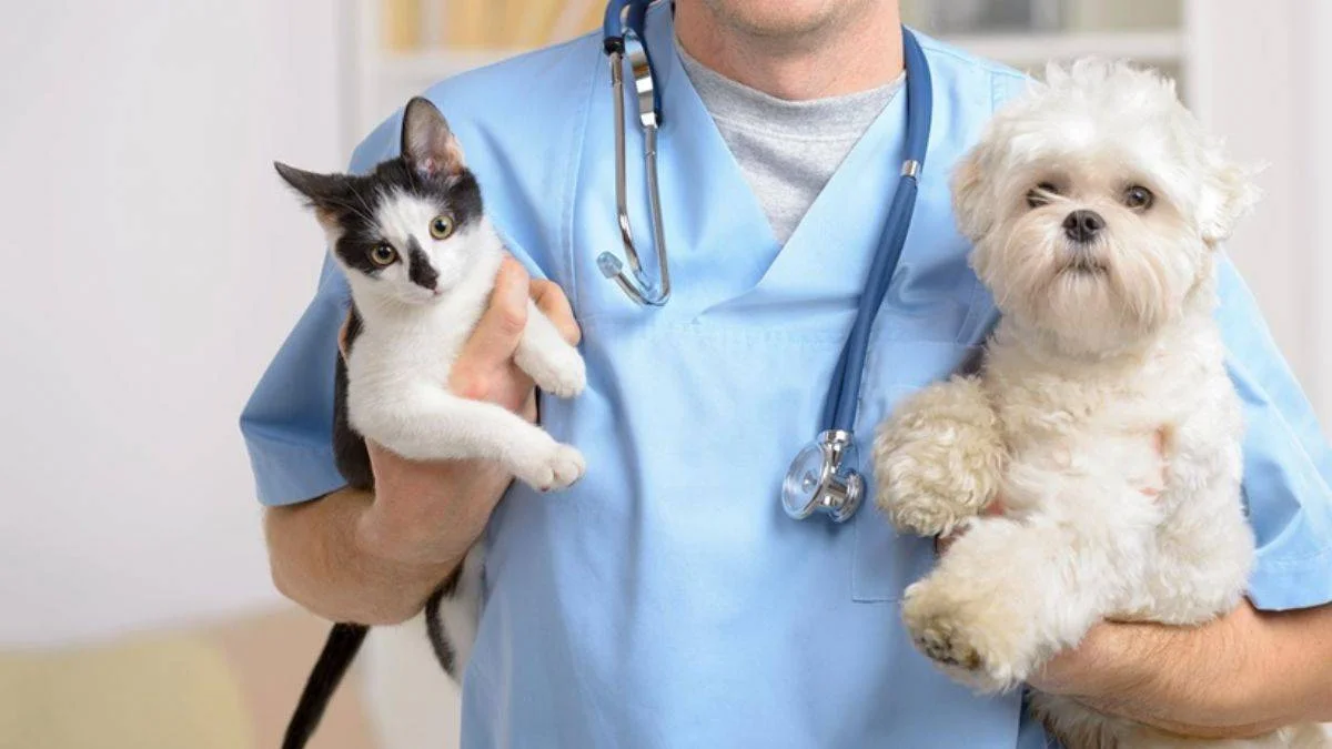 Kedi ve köpeklerin aşı takvimi