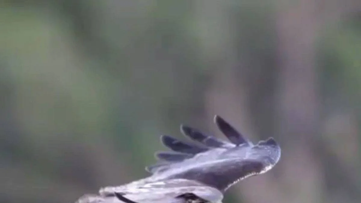 Kırmızı kuyruklu şahinin özelliği şaşırtıyor