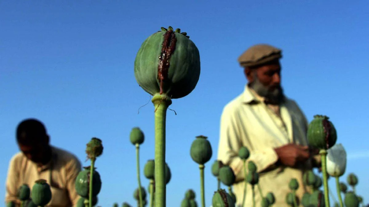Le Monde: Taliban, Afganistan'da afyon savaşı başlattı