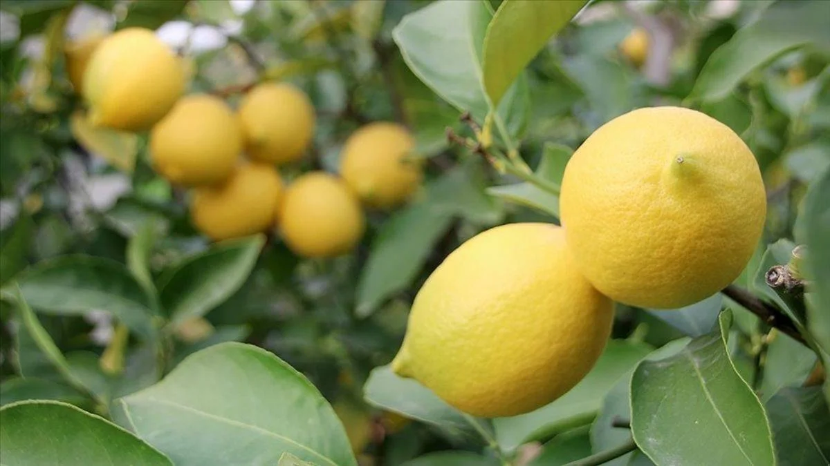 Limon ihracatı yüzde 59 arttı